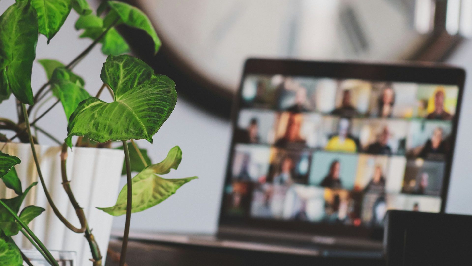 laptop showing video call near houseplant